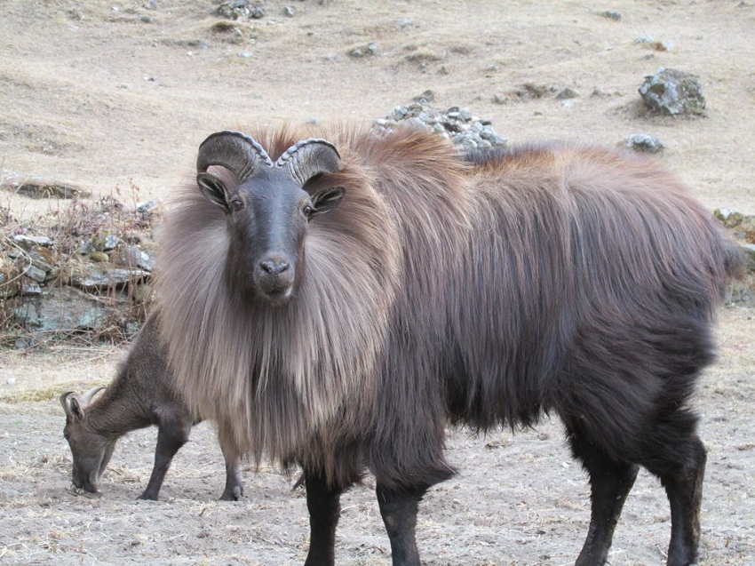 Uttarakhand : चोपता-तुंगनाथ में दिखने लगे खूबसूरत Himalayan Thar, जानिए इस जानवर की खास बातें...